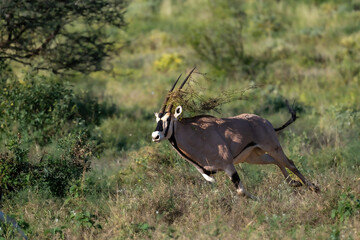 endangered beisa oryx in Samburu Kenya