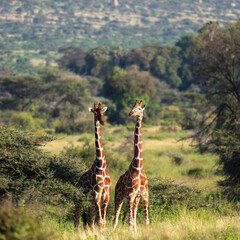 two giraffe in the wild