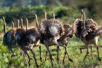 Fotobehang ostrich family running in the savannah © tony