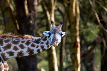 giraffe in the wild