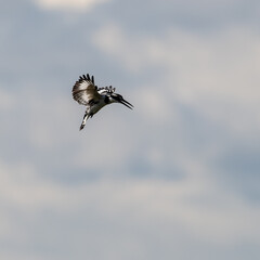 pied kingfisher fishing