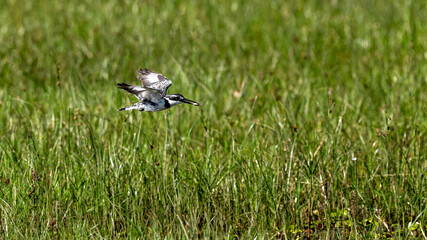 pied kingfisher fishing