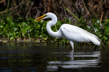 yellow-billed egret fishing