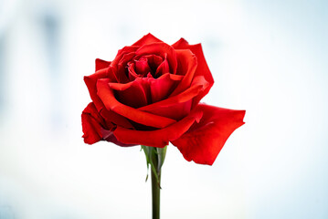 bright red rose on a stem close-up on a light background