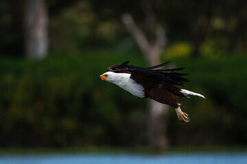 african fish eagle in action