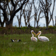 pelicans in the swang