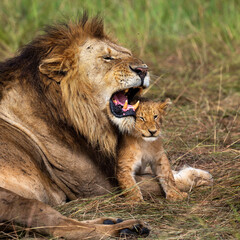 group of lions in maasai mara, Kenya