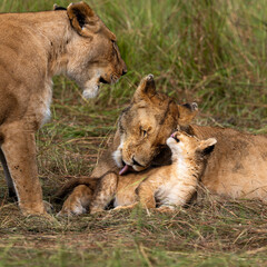 group of lions in maasai mara, Kenya