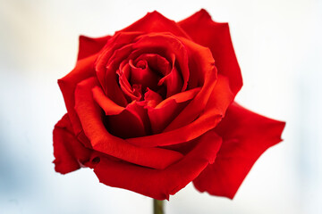 bright red rose closeup on a light background