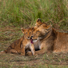 group of lions in maasai mara, Kenya