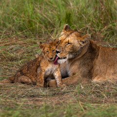 group of lions in maasai mara, Kenya