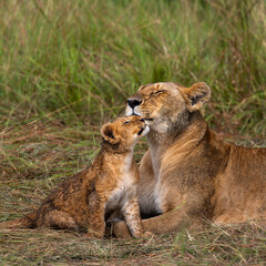 group of lions in maasai mara, Kenya