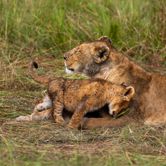 group of lions in maasai mara, Kenya