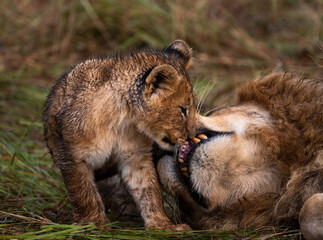 group of lions in maasai mara, Kenya