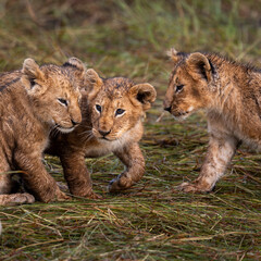 group of lions in maasai mara, Kenya