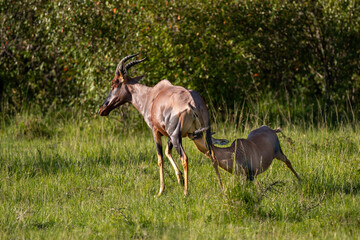 topi antelopes milking new born baby