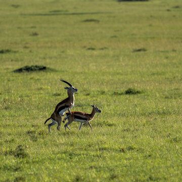 mating pair of gazzelle