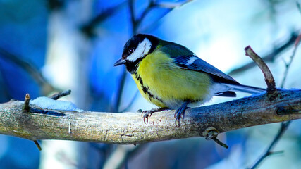 Tit bird in selective focus in a beautiful winter forest. Winter frosty background with animal. Songbirds in snowy winter.