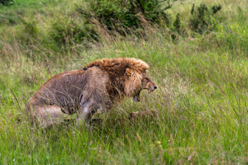 mating pair of lions in a honeymoon