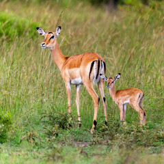 impala in the wild