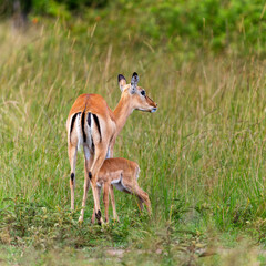 impala in the wild