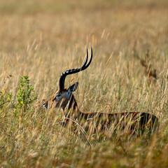 impala hiding in grass, Kenya