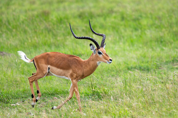 running impala antelope in wild, Kenya © tony