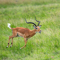 running impala antelope in wild, Kenya