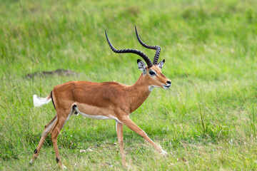 Naklejka na ściany i meble running impala antelope in wild, Kenya