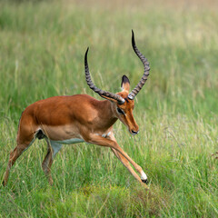 running impala antelope in wild, Kenya