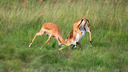 Naklejka na ściany i meble a fight between male impala antelopes in wild