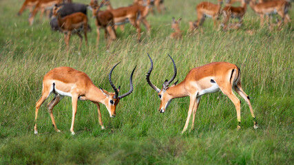 a fight between male impala antelopes in wild