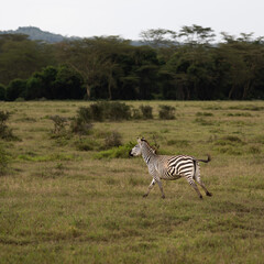 zebras in national parks, Kenya