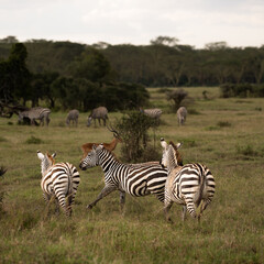 zebras in national parks, Kenya