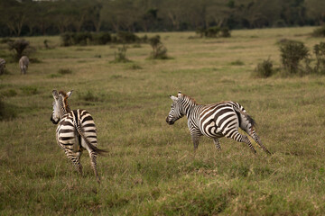 Fototapeta na wymiar zebras in national parks, Kenya