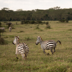 zebras in national parks, Kenya