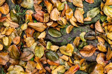 Fallen Leaves on Stone Pathway