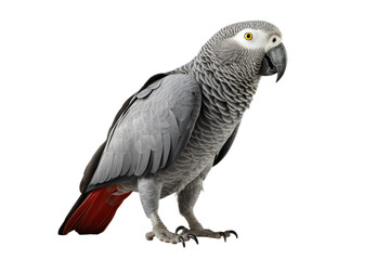 Exquisite African Grey Parrot Cutout on Transparent Background