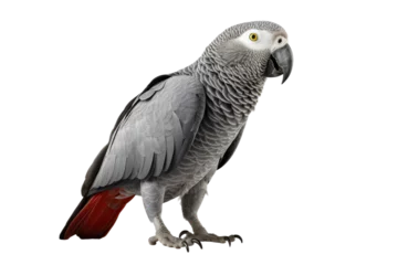 Foto op Canvas Exquisite African Grey Parrot Cutout on Transparent Background © Hashi