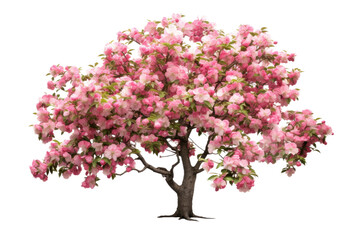 Beautiful Apple Blossom Tree Standing Alone on Clear Background
