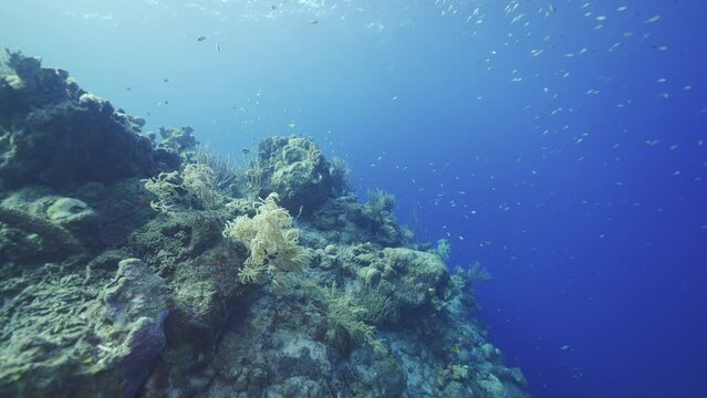 4K HDR: Coral reef in the Caribbean Sea