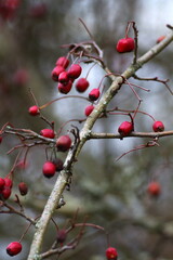 red berries in snow