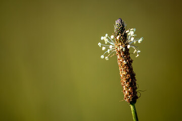 ribwort plantain flowers on a meadow	