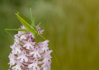 Anacamptis pyramidalis syn Orchis pyramidalis - pink Pyramidal Orchid with green grasshopper Tettigonia green cricket