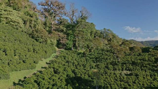 Drone Shot of coffee farm in Boquete, Chiriqui highlands, Panama - stock video