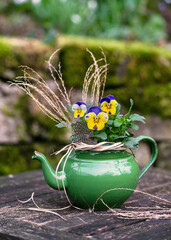 Flower arrangement with colorful horned pansy flowers in a rustic green enamel teapot es a garden...