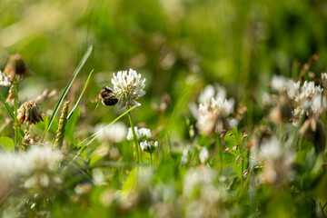 A Honey Bee on a wild flower meadow
