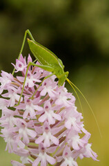 Anacamptis pyramidalis syn Orchis pyramidalis - pink Pyramidal Orchid with green grasshopper Tettigonia green cricket