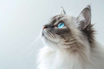 Generative AI image of a majestic blue-eyed cat