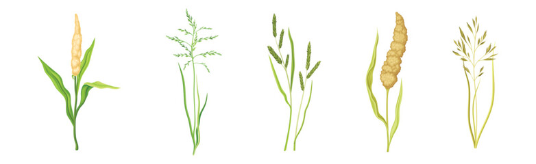 Grass Cereal Crops and Agricultural Plant Vector Set - obrazy, fototapety, plakaty